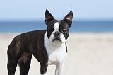 BOSTON TERRIER 286